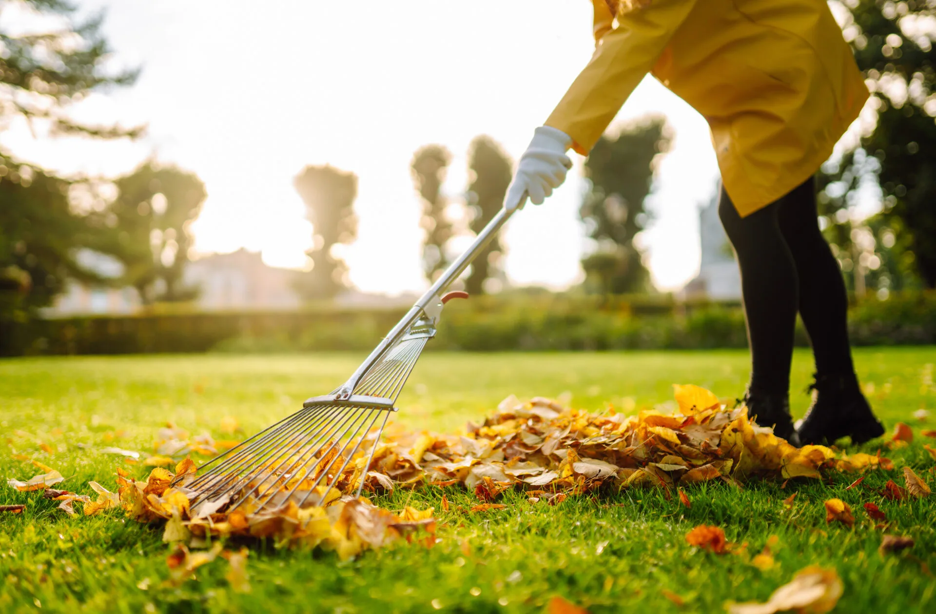 Aqua Garden Care - raking fallen leaves from lawn using metal fan rake clean lawn from fallen leaves